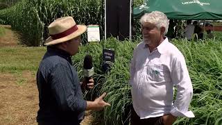 Brs Sarandi Embrapa Lança Gramínea Excelente Para Solo Fraco. Confira