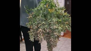 11.2 oz chop video for fastbuds mystery tester Fast Buds @floraflex