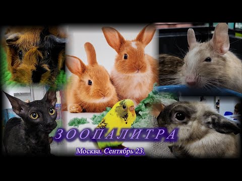 Выставка животных  ЗООПАЛИТРА.  Москва. Сентябрь 2023.