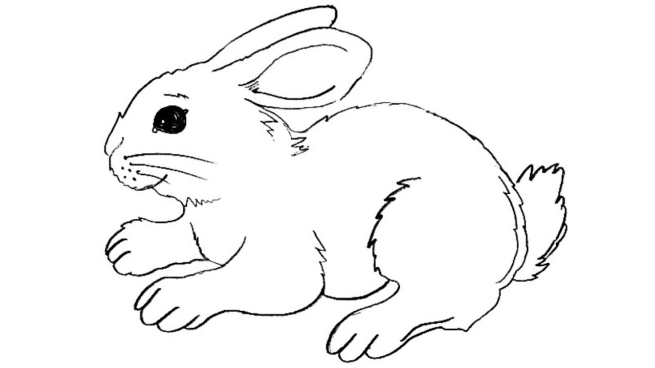 Rabbit template free by ShalafiAnwe on deviantART  Bunny coloring pages Bunny  drawing Animal outline