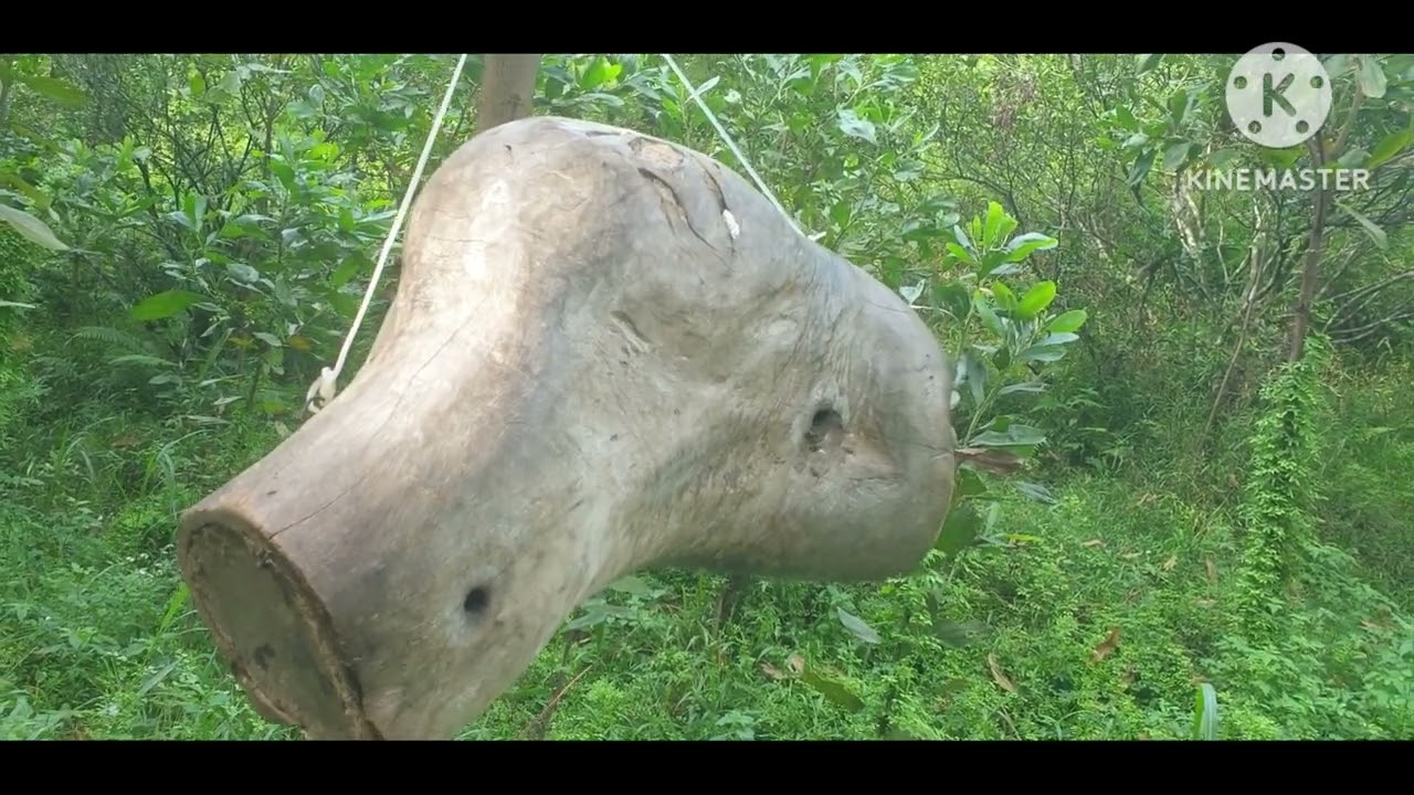 Lỡ nghiện rồi thì xem nếu chưa thì bỏ qua nha mọi người ( môn bắt ong soi đõ)