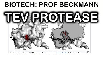 TEV protease