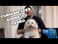 Curiosidades sobre tu perro que tal vez no sabías