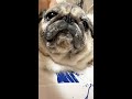 吠えて叱られて捕まったパグ Vol.01. #shorts Pug barks nonstop and got scolded, and then she cops out.