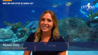 How Often do Sharks Eat?