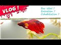 Un aquarium  un betta prsentation  entretien