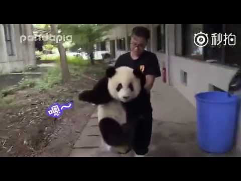 大熊猫和饲养员激萌互动 四川话对答如流【Oh ~~this panda can understand Sichuanese ? 】