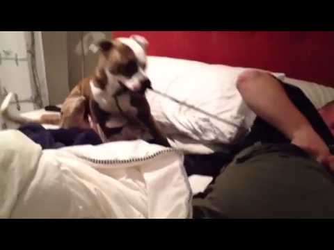 pitbull-issues.-#pitbull-#bully-#dog-#crazy-#rubber-#bed-#-whipping