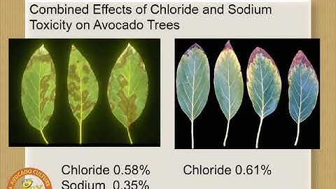 Seminar 12:  Fertilization and Irrigation Salinity Resistant Rootstocks