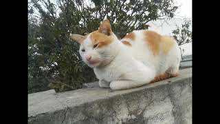 When mama scolded, This Cat Decided To Sleep On Roof