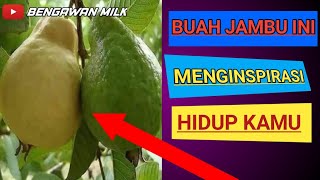 KATA KATA BIJAK MENGINPIRASI HIKMAH DARI BUAH JAMBU BIJI