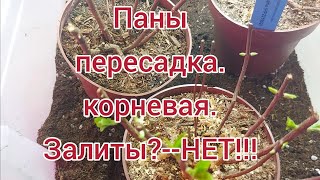 видео: Паны. Пересадка . О корневой. Не могу молчать!!!! Мифы и реальность. картинка: Паны. Пересадка . О корневой. Не могу молчать!!!! Мифы и реальность.