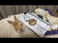 モキュ様14歳バースデーLIVE！