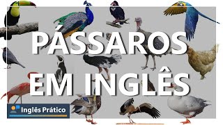 Pássaros em inglês | Aves em inglês | Birds