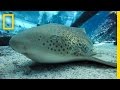 Анализ элементов видео