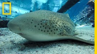 Endangered Shark Gives Rare "Virgin Birth" | National Geographic