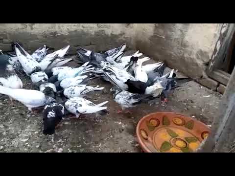 Souq b karen aur purchase b karen bohat achi deal he 03161586490