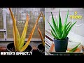 Top 5 growth hacks for aloe vera winter care  greenica