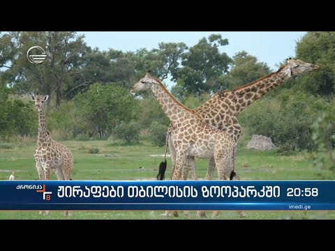 ზოოპარკი ჟირაფების მისაღებად ემზადება