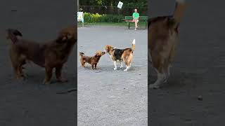 Bro picking on the smaller dogs 😂 #dog #funny #viral #funnydogs