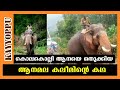 ആനമല കലീമിന്റെ കഥ  | anamala kaleem story | kolakolli | kayyoppu | kerala elephants