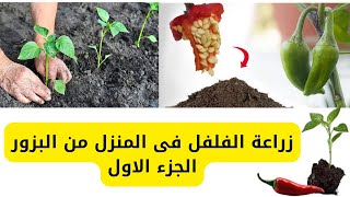 زراعة الفلفل فى المنزل من البزور الجزء الاول