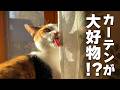 森のログハウスにカーテンをなめる妖怪猫現る！