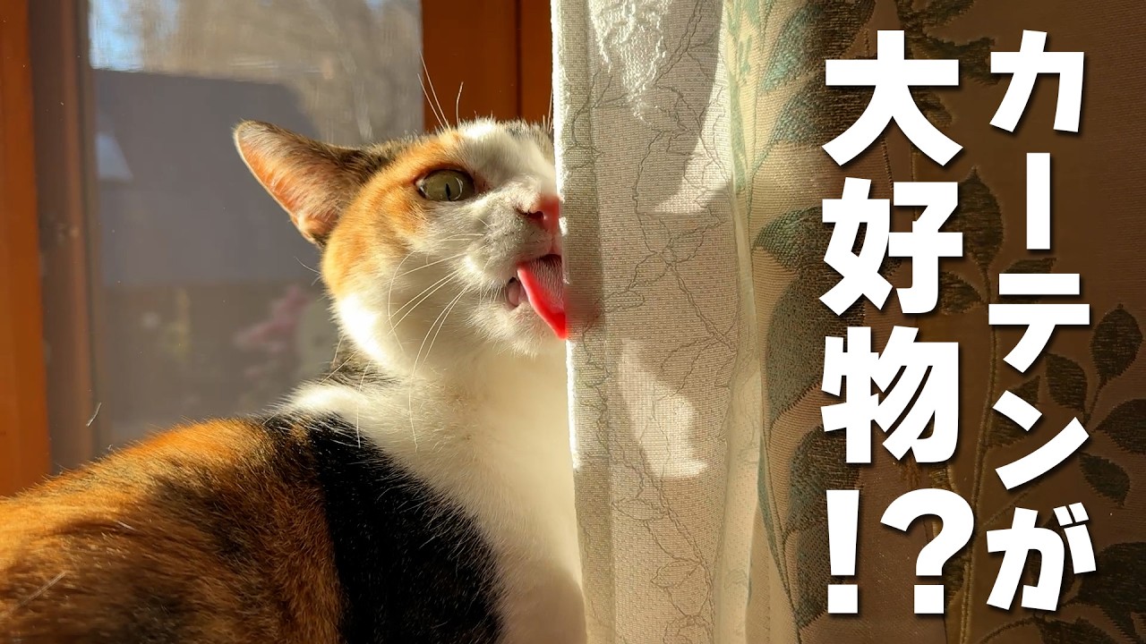 森のログハウスにカーテンをなめる妖怪猫現る！