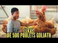 Devis de 500 poulets goliath en afrique levage de poulet local et goliath investir au pays