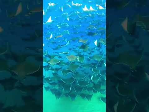 Magnifique Rassemblement De Raies 