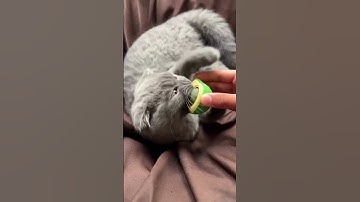 Rotating Edible Catnip Balls – Lick, Play, and Clean for a Happy, Healthy Cat