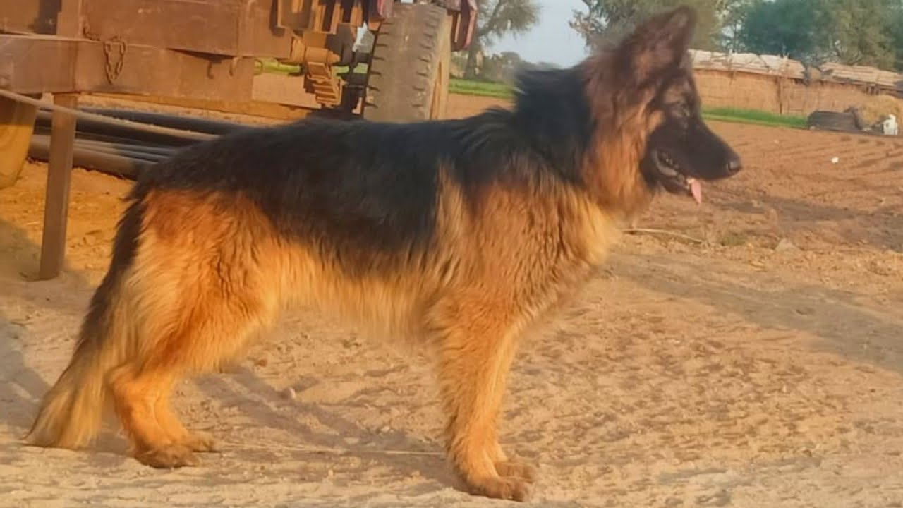 double coat german shepherd male for sale jarman safed dog jarman safed