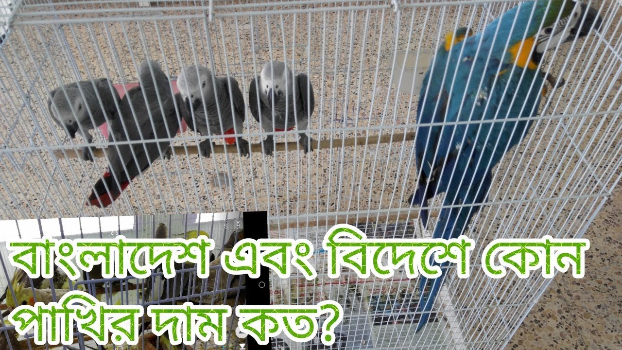 price-of-this-birds-price-difference-between-bangladesh-and-other