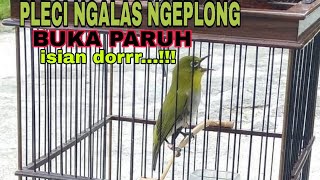 Pleci dakun malang Ngalas ngeplong cocok buat masteran