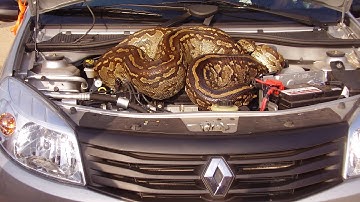 Huge Python in Car