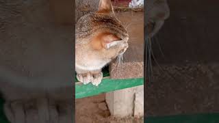 Бабушка Белочка Смотрит Сверху За Своей Семьёй.🐱🐈🐾