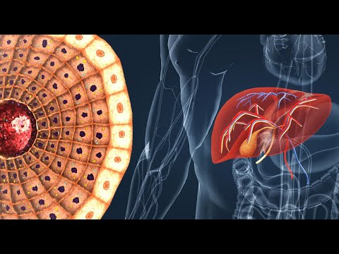 Vídeo: O que é metabolizado no fígado?