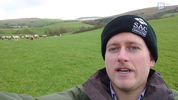 Multi-species Sward Grassland