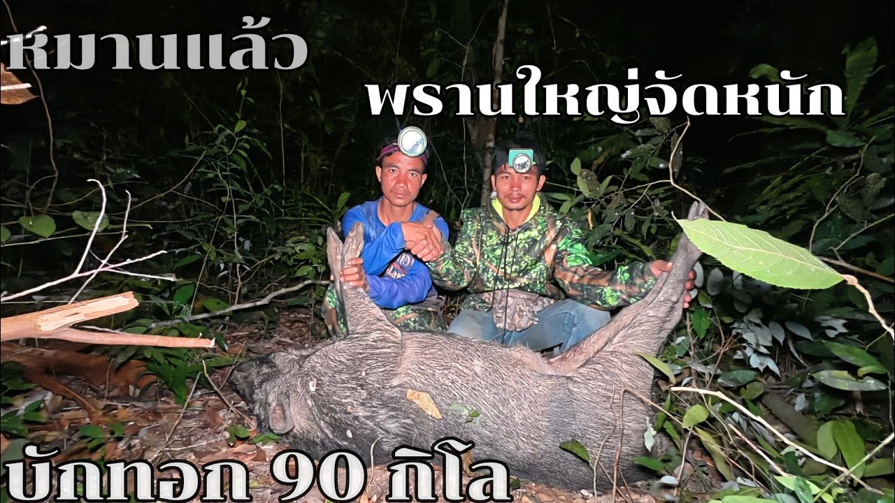 #หมานแล้วพรานใหญ่จัดหนักบักทอก90 กิโล(ຫມານເເລ້ວພານໃຫຍ່ຈັດໜັກບັກທອກ90ກິໂລ