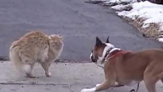 Смешные видео про животных! Собаки и кошки!