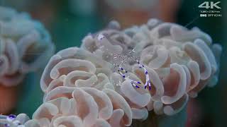 Deep Ocean  10 Hours of Relaxing Oceanscapes   BBC Earth mp4