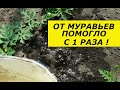 ЗА 1 РАЗ ИЗБАВИЛАСЬ ОТ МУРАВЬЕВ ! Я В ШОКЕ ! СУПЕР СПОСОБ