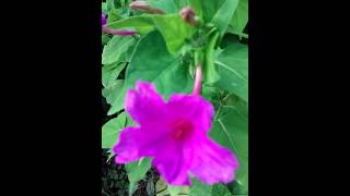 Four O Clock plants