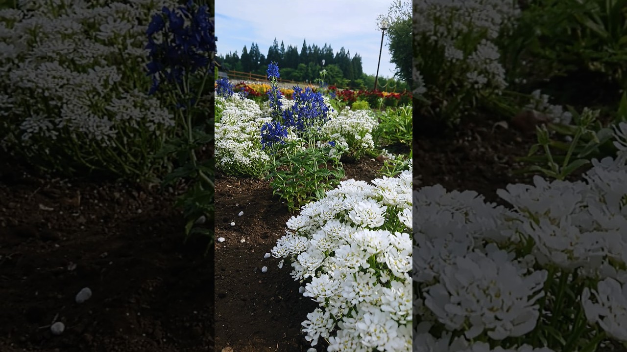 小岩井農場まきば園SL前花壇は宿根草が徐々に開花してきてまーす🏵　#小岩井農場