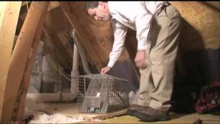 0902004 HD Rodent and Pest Control Services in Austin  Texas