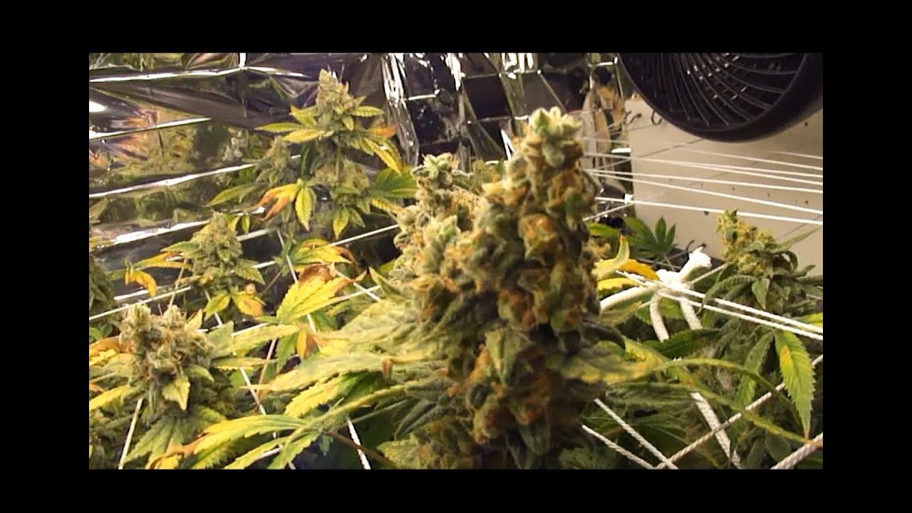 Harvest day 72,   CFL RDWC marijuana grow special kush #1