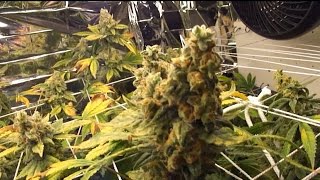 Harvest day 72,   CFL RDWC marijuana grow special kush #1