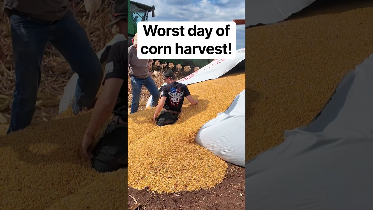 Our worst day of corn harvest! #farming #agriculture #farmer #farm #farmlife #familyfarmlife ￼