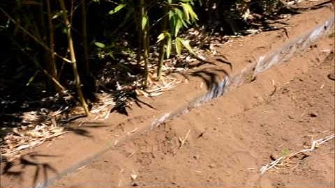 Roots getting you down? Pick up a GeoRipper MiniTrencher!