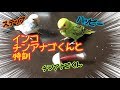 インコの雛がチンアナゴくんとびよよん特訓に挑む